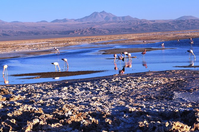 Altiplanic Lagoons & Piedras Rojas Tour from San Pedro de Atacama - Why this Atacama day trip is worth considering