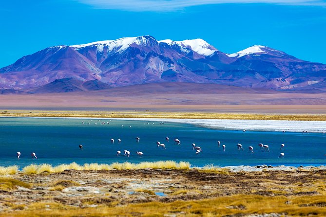 Altiplanic Lagoons & Piedras Rojas Tour from San Pedro de Atacama - Chaxa Lagoon and the Soncor salt flat