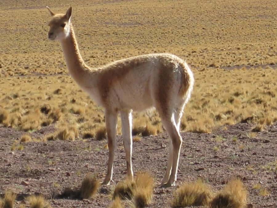 Andean Saltflats full-day with breakfast and lunch - Key points to know before booking