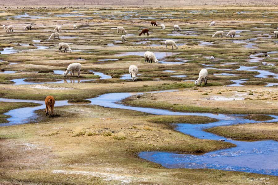 Andean Saltflats full-day with breakfast and lunch - Licancabur volcano and the first big views