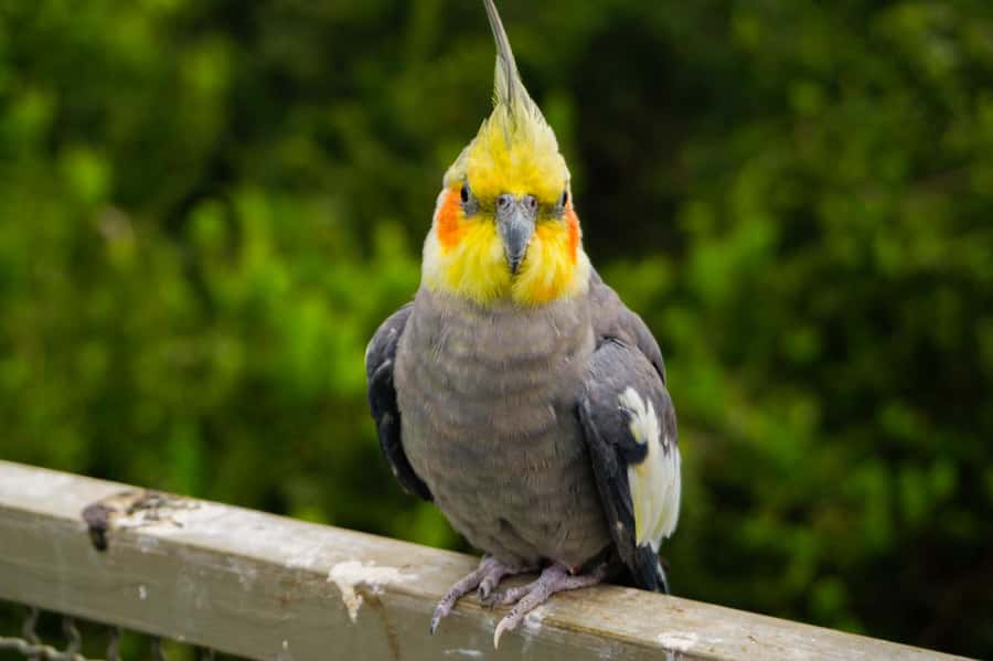Aviary & Tricao Park Tour with Undurraga Wine Tasting - The Transfer to Viña Undurraga