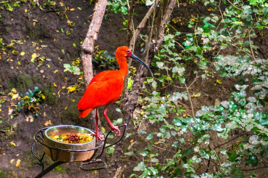 Aviary & Tricao Park Tour with Undurraga Wine Tasting - Who Should Book This Experience?