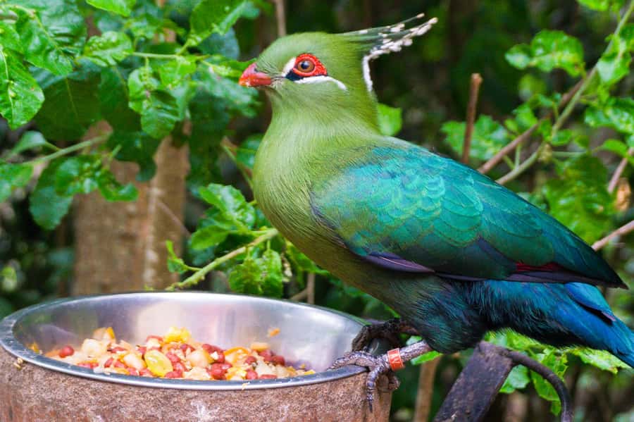 Aviary & Tricao Park Tour with Undurraga Wine Tasting - South America’s Largest Aviary