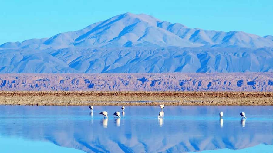Caracoles: Red Stones of Atacama and Chaxa Guided Day Trip - Key things to know before you go