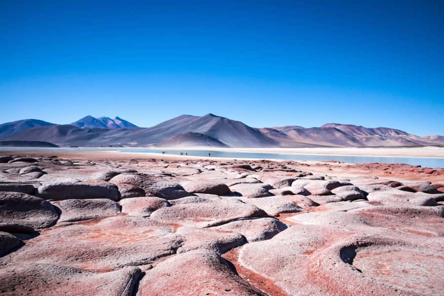 Caracoles: Red Stones of Atacama and Chaxa Guided Day Trip - Chaxa Lagoon and the flamingos of the salt flat