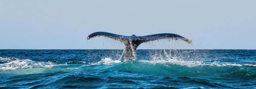 Chañaral de Aceituno boat ticket - Key points to know before booking