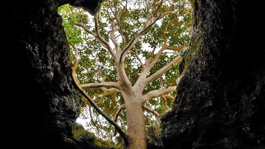 Easter Island: Full Day Ancestral Caves and Orongo Village - The national ticket is an essential extra