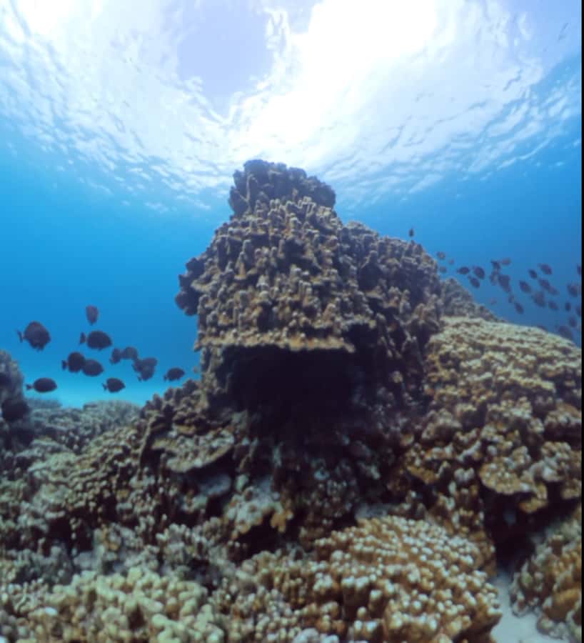 Easter island: Snorqueling tour on coral reefs - What you may see beneath the surface