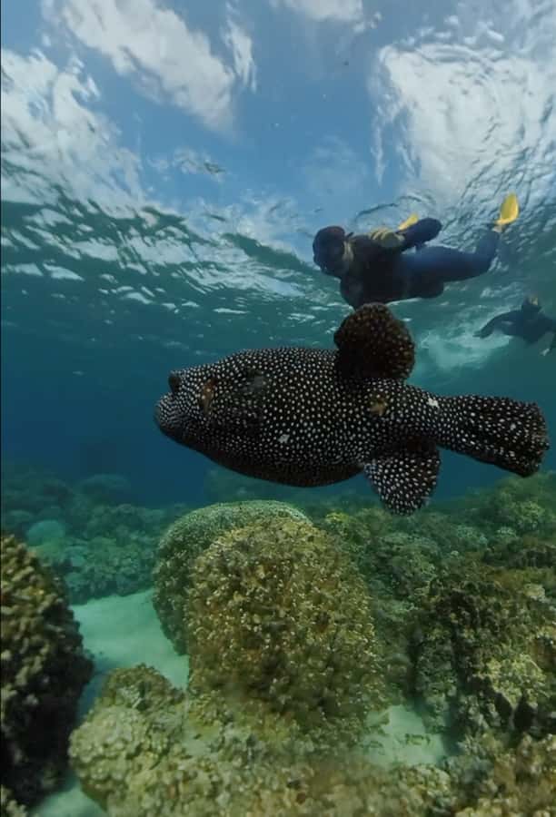 Easter island: Snorqueling tour on coral reefs - How the $110 price stacks up