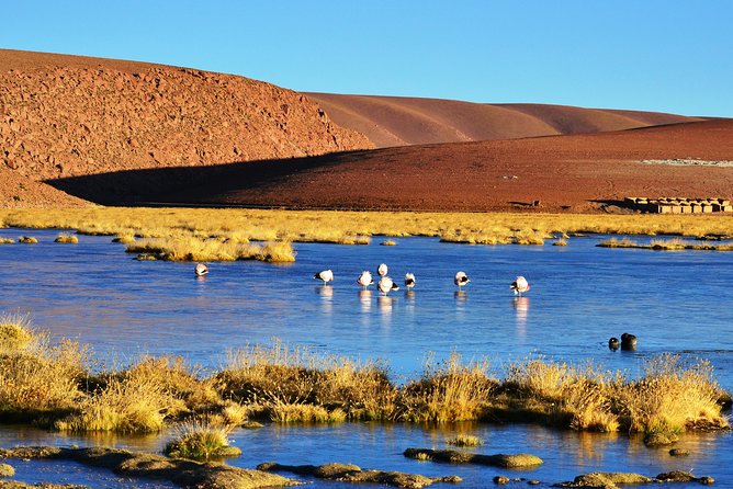El Tatio Geysers Tour from San Pedro de Atacama - Cold, wind, and altitude are not minor details
