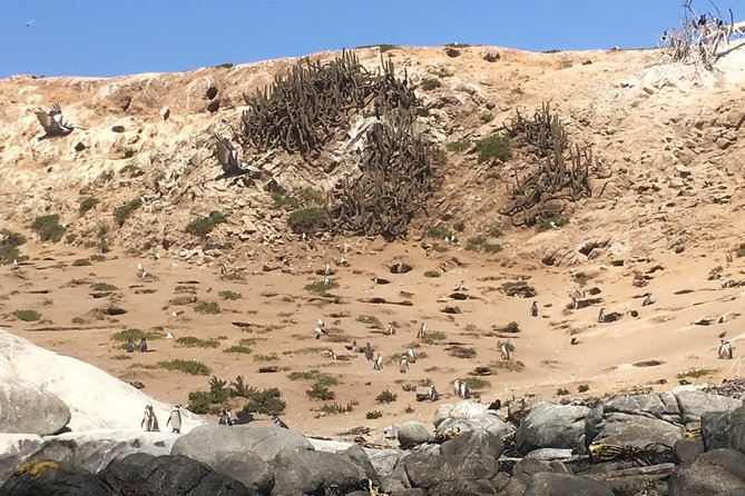 Fr STGO: WILD PENGUINS, SEALION, SANDBOARD, PARAGLIDING & PICNIC - Starting from Santiago, with Valparaiso in the mix
