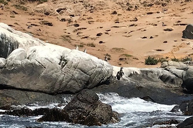 Fr VALPO: WILD PENGUINS, SEALION, SANDBOARD, PARAGLIDING & PICNIC - Who should book this active coastal day