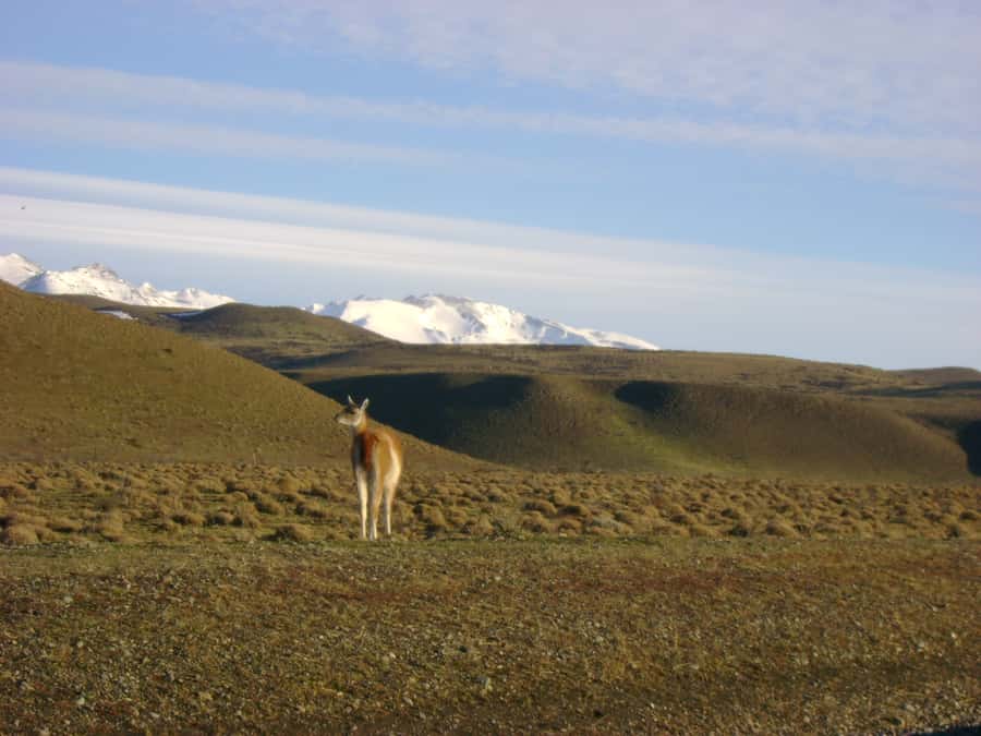 From Puerto Natales: Torres del Paine National Park Trip - Grey Lake and the forest route to the glacier