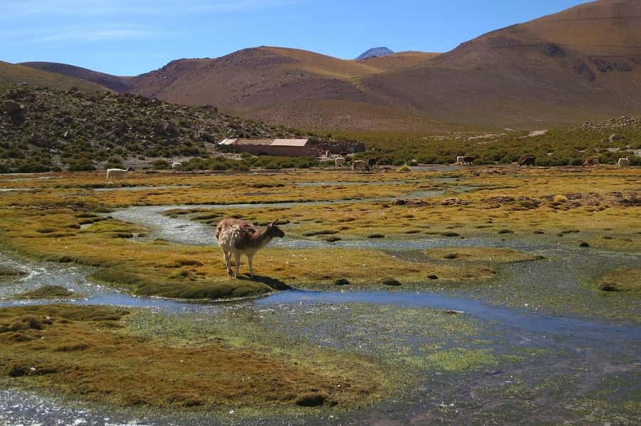 From San Pedro de Atacama: Geysers del Tatio Half-Day Tour - Breakfast after the coldest part