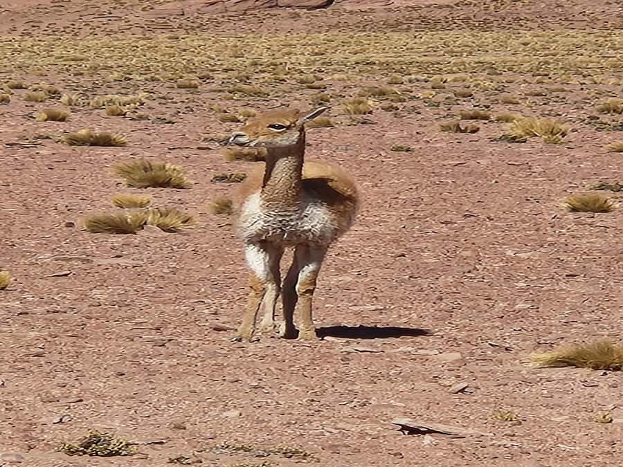 From San Pedro de Atacama: Lagoons and Piedras Reds - Miscanti and Meñiques reach the high Andes