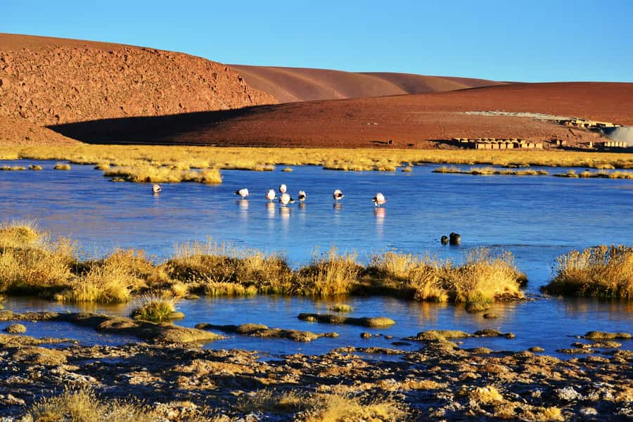 From San Pedro de Atacama: Tatio Geysers and Machuca Tour - Why El Tatio Is Worth the Early Wake-Up