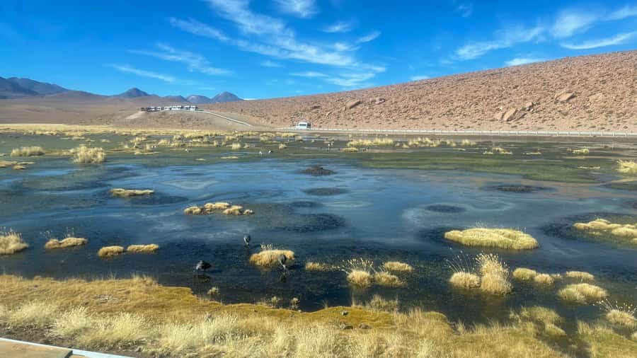From San Pedro de Atacama: Tatio Geysers and Machuca Tour - Who Should Book This El Tatio Tour