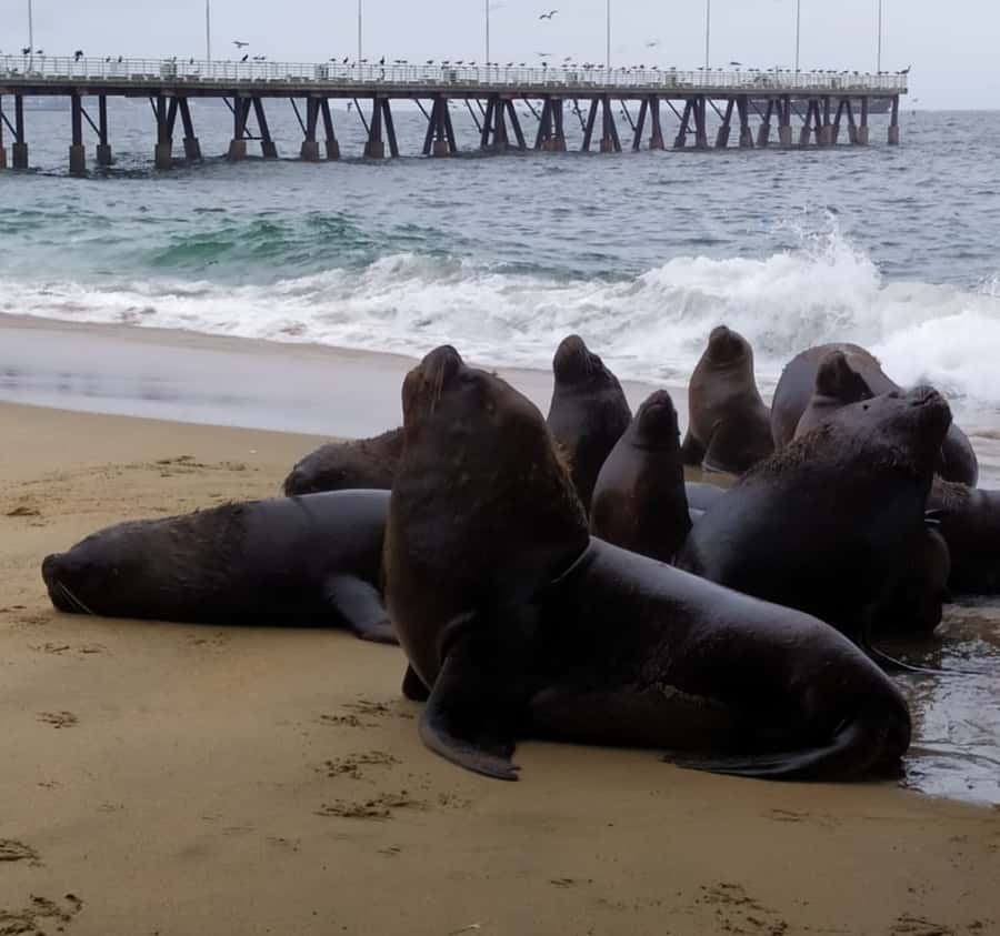 From Santiago: Highlights of Valparaiso and Viña del Mar - The quick change to Viña del Mar