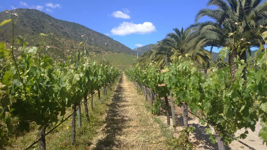 From Santiago: Isla Negra, Pablo Neruda Museum & Winery Tour - Why Isla Negra makes this more than a winery trip