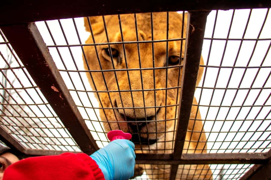 From Santiago: Safari Park, a wild experience - Key details before you book
