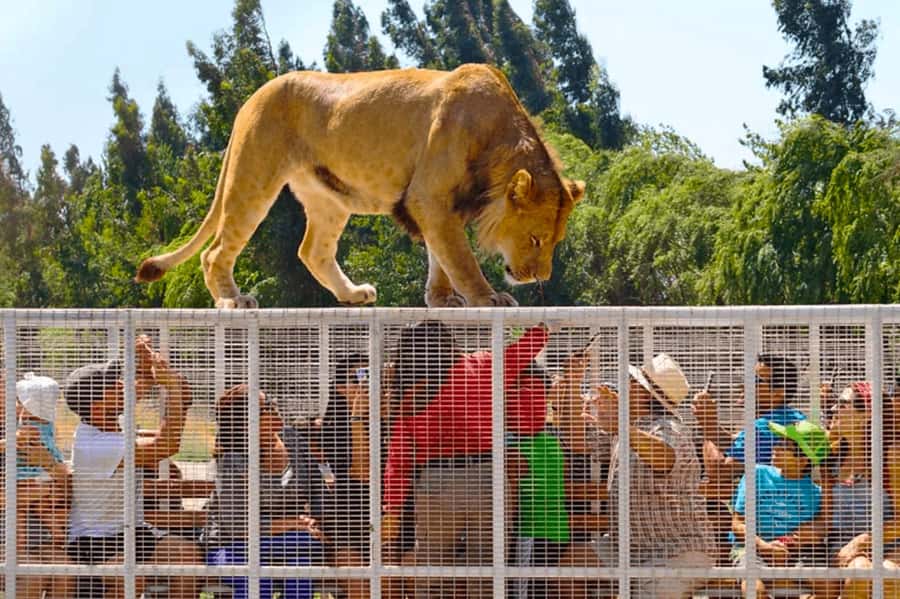 From Santiago: Safari Park, a wild experience - Why this Santiago day trip catches your attention