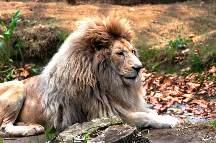 From Santiago: Safari Park, a wild experience - Big Cats Safari: the most unusual ride