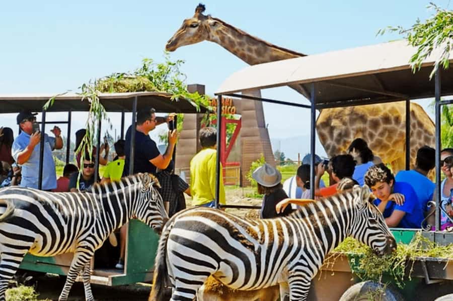 From Santiago: Safari Park, a wild experience - Herbivore Safari with larger groups of animals