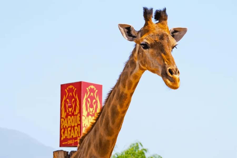 From Santiago: Safari Park, a wild experience - Jurassic Safari and the park’s playful side