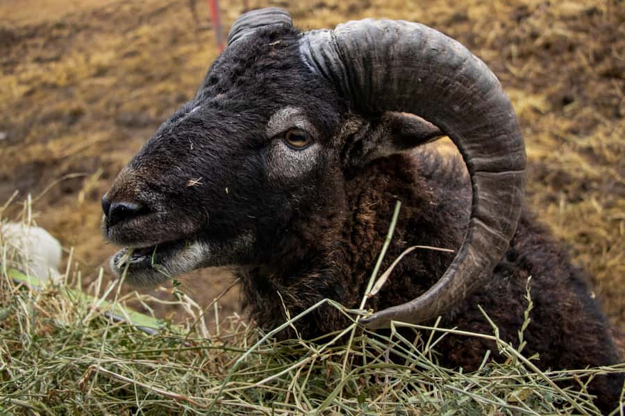 From Santiago: Safari Park, a wild experience - Rehabilitation work and animal welfare questions