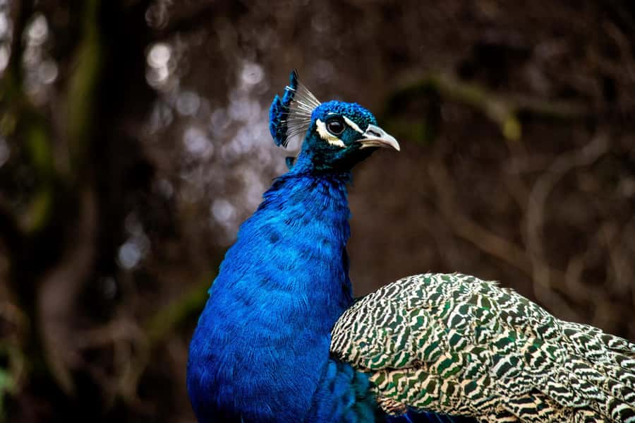 From Santiago: Safari Park, a wild experience - Guides, languages, and group comfort
