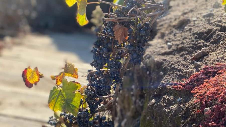 From Santiago: Undurraga Winery Tour with Tasting - Who will enjoy this four-hour outing