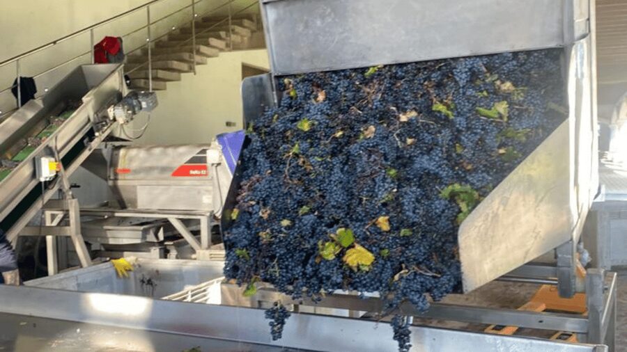 From Santiago: Undurraga Winery Tour with Tasting - The Aliwen corner and Mapuche perspective
