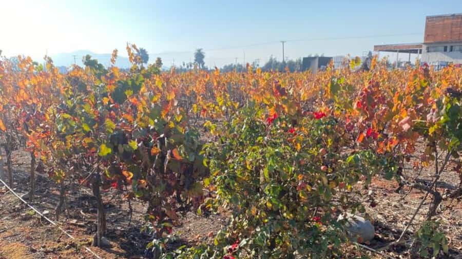 From Santiago: Undurraga Winery Tour with Tasting - Entering the century-old cellars