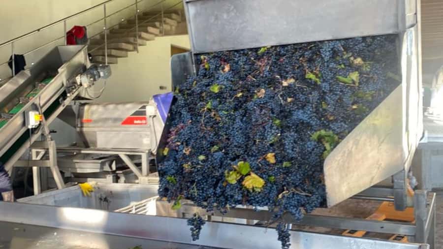 From Santiago: Undurraga Winery Tour with Tasting - The tasting: three or four wines, depending on the wording