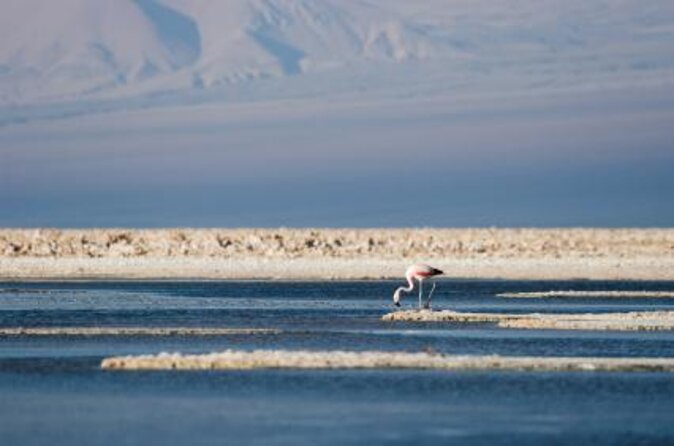 Full Atacama - SORBAC (group tours) - Day 2: Salar de Atacama, Cejar, and the Moon Valley