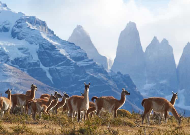 Full-Day Torres del Paine National Park from El Calafate - Grey Glacier from the roadside
