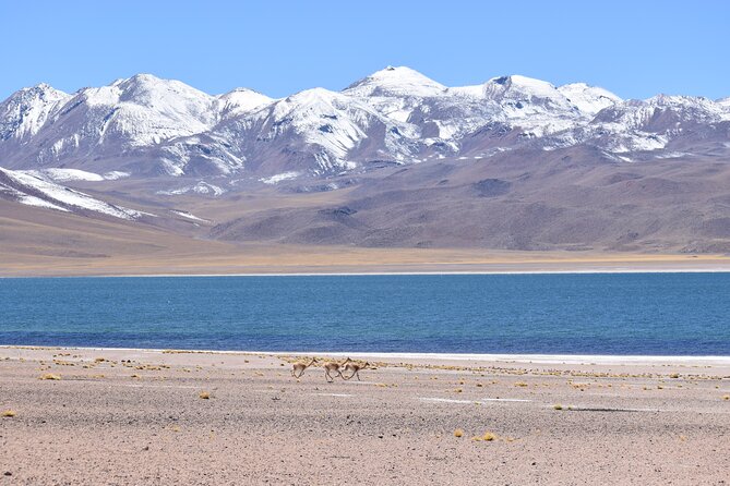 Full Day Tour Piedras Rojas Altiplanic Lagoons Chaxa Lagoon - Three hours among the red rocks