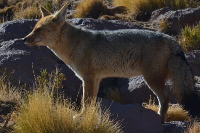 Full Day Tour to Geyser del Tatio, Vado Putana and Machuca