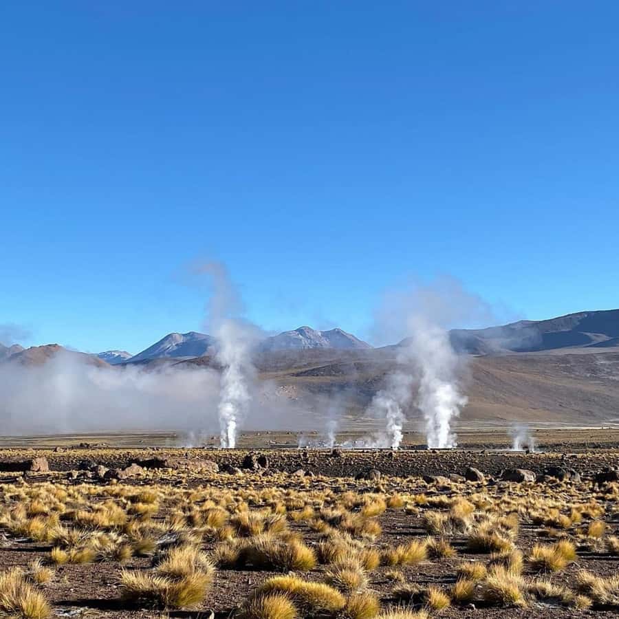 Geysers del Tatio: Sunrise and breakfast in Atacama - Putana River plants and animals
