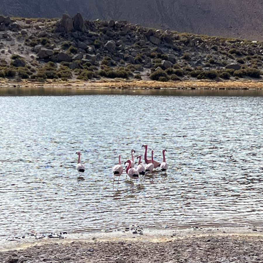 Geysers del Tatio: Sunrise and breakfast in Atacama - Bofedales and views toward Machuca