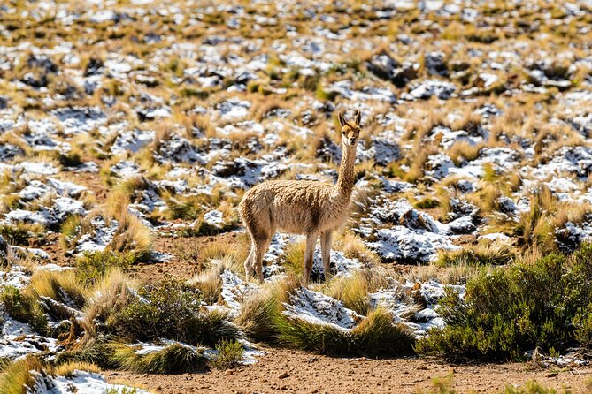 Guided tour to the Tatio Geyser breakfast at Geyser Blanco - Walking the geothermal field at high altitude