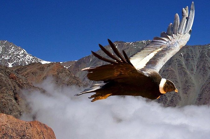 Half Day Private Trip to Valle Nevado with Cheese and Wine Carbon Neutral trip - Chilean cheese and wine with room to breathe