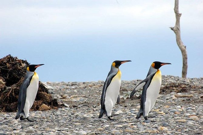 King Penguin Nature Reserve - Tierra del Fuego Island - Starting before dawn in Punta Arenas