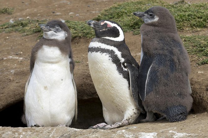 Magdalena Island Penguin Tour by Boat from Punta Arenas - Why Magdalena Island is worth the boat ride