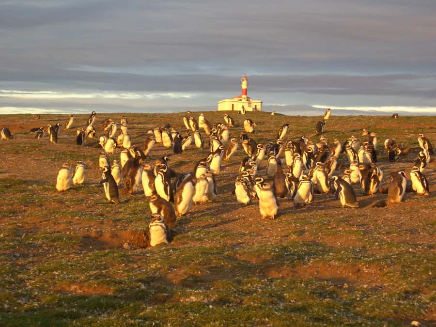 Magdalena Island Penguin Tour by Boat from Punta Arenas - Crossing the Strait of Magellan by catamaran