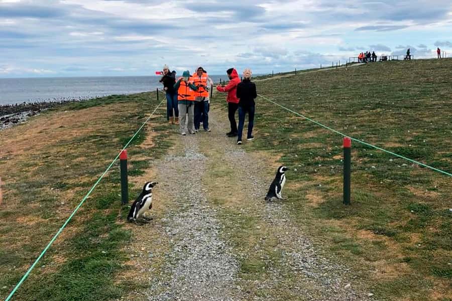 Magdalena Island: Walk with the penguins - Sailing from Prat Pier into the Strait of Magellan