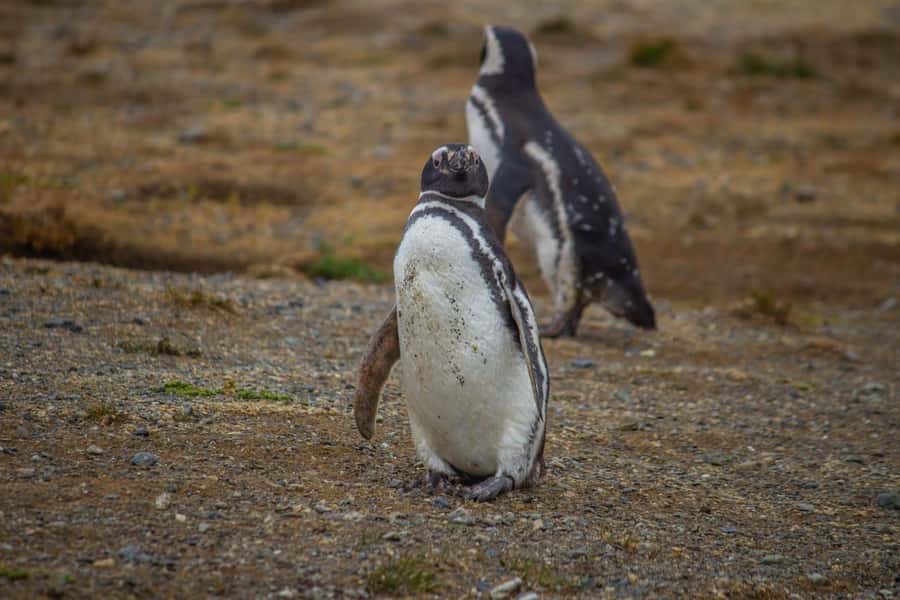 Magdalena Island: Walk with the penguins - Watching for dolphins and whales on the 90-minute crossing