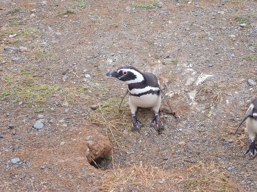 Magdalena Island: Walk with the penguins - Check-in, boarding, and the wait before departure
