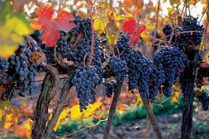 New Experience Concha y Toro Winery Tour from Santiago - The ride from Santiago to Pirque