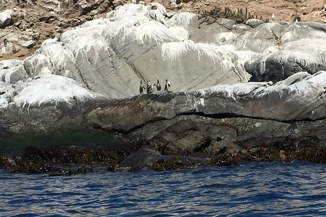 Penguin Watching Navigation Cachagua Lunch From STGO Private Tour - Reñaca, Avenida Perú, and Viña del Mar
